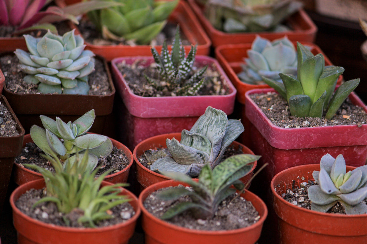 Garden Succulent & Cactus Planter Set